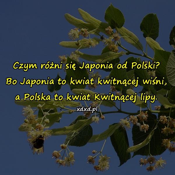 Czym różni się Japonia od Polski? Bo Japonia to kwiat kwitnącej wiśni, a Polska to kwiat Kwitnącej lipy.
